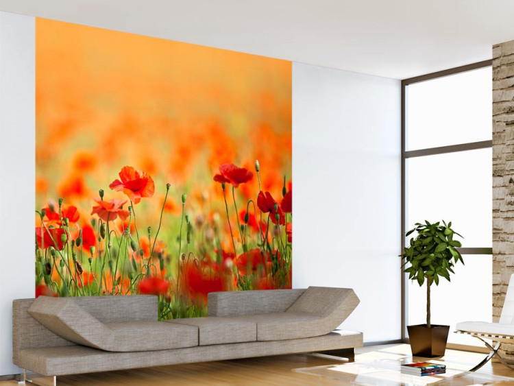 Wall Mural Poppies on a Sunny Summer Day - Summer Landscape with Flowers in the Center 60388