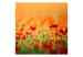 Wall Mural Poppies on a Sunny Summer Day - Summer Landscape with Flowers in the Center 60388 additionalThumb 1