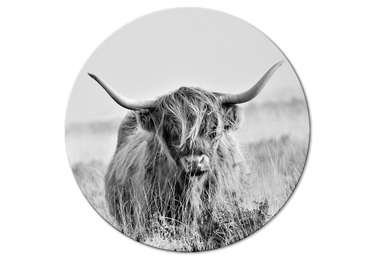 Round Canvas Black and White Scottish Cow - an Animal Among Tall Dry Grasses 148698