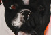 Cuadro moderno Bulldog oscuro y triste - retrato abstracto de perro sobre fondo rojo 49498 additionalThumb 2