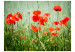 Fototapeta Pole czerwonych maków - łąka ze zbliżeniem na kwiaty z rozmytym tłem 60398 additionalThumb 1