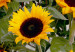 Konst Van Gogh's Sunflowers (1 Part) Vertical 124409 additionalThumb 4