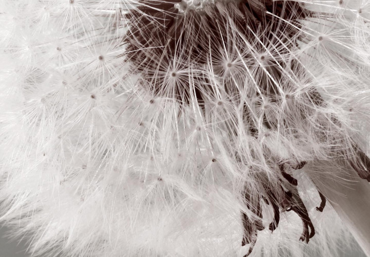 Rund tavla Blown - Photo of a Blown Dandelion on a Gray-Beige Background 148609 additionalImage 2