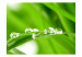 Wall Mural Water drops on a blade of grass 59909 additionalThumb 1
