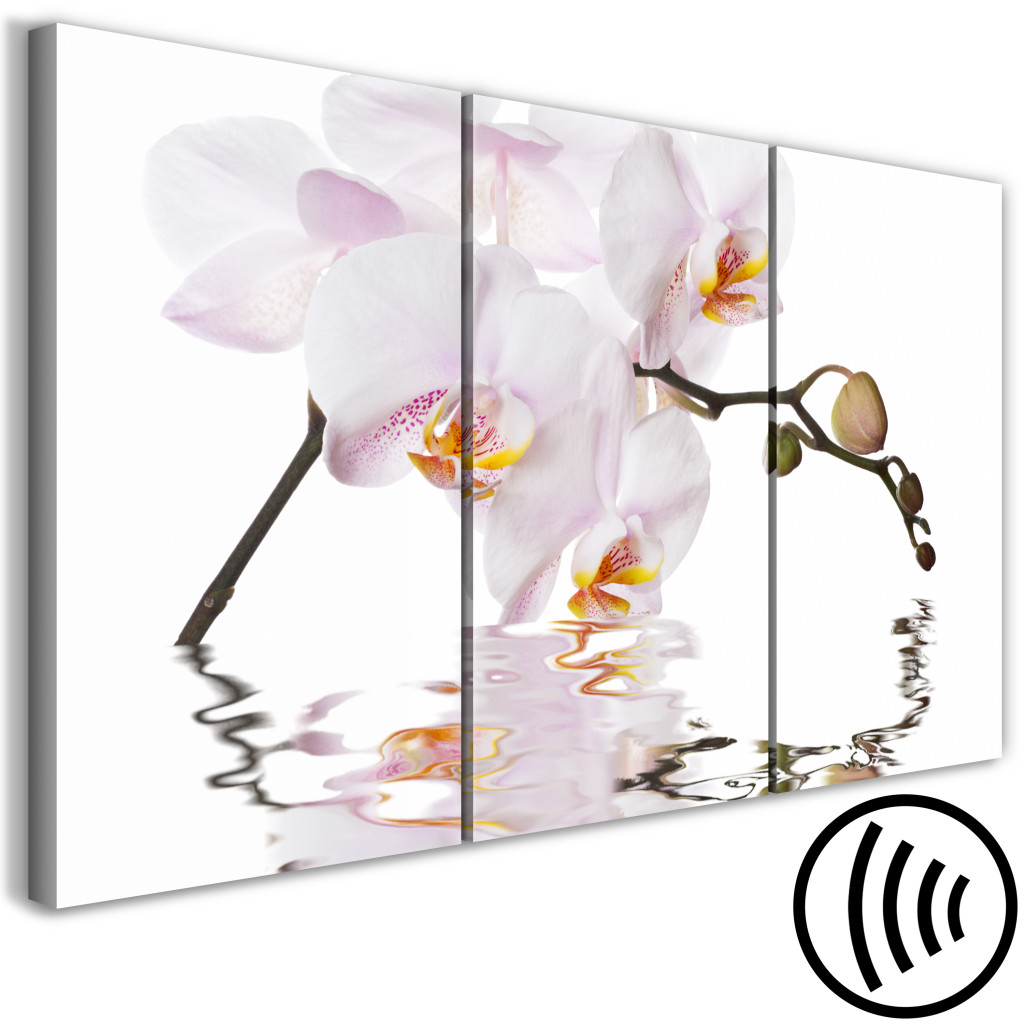 Målning Rosa Orkidé - Triptyk Med Blommande Orkidéblomma På Vit Bakgrund