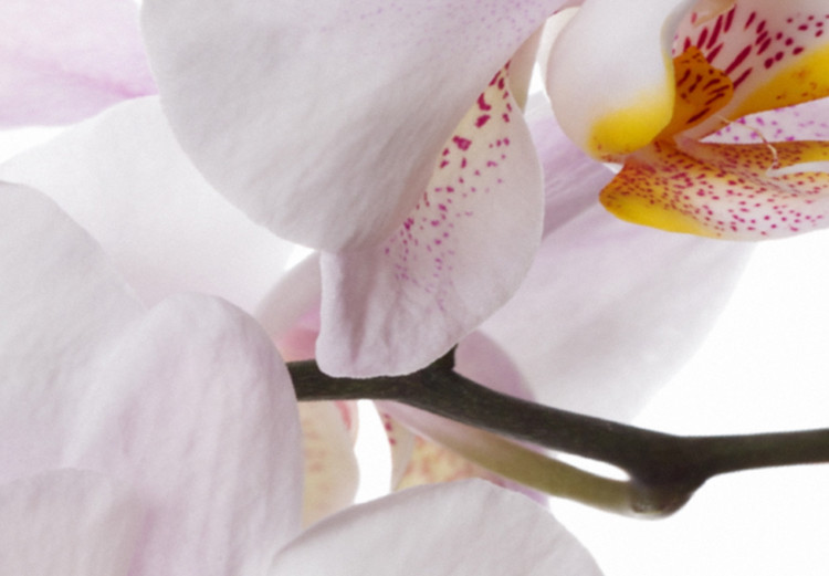 Obraz Różowy storczyk - tryptyk z kwitnącym kwiatem orchidei na białym tle 123419 additionalImage 5