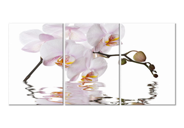 Canvas Print Pink orchid - triptych with blooming orchid flower on white background 123419