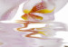 Obraz Różowy storczyk - tryptyk z kwitnącym kwiatem orchidei na białym tle 123419 additionalThumb 4