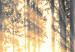 Rund tavla Glow of the Forest - Sunny Landscape of Tall Conifers 148619 additionalThumb 2