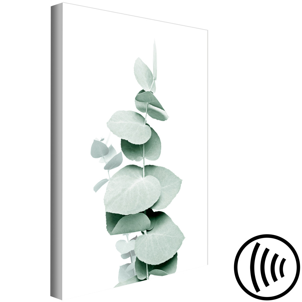 Schilderij  Landschappen: Eucalyptus - Green Plant Twig Close-up On White Background