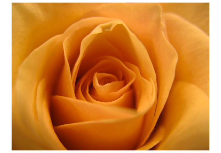 Carta da parati Rosa gialla - rappresentazione naturale dei petali di rosa 60329 additionalImage 1