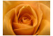Carta da parati Rosa gialla - rappresentazione naturale dei petali di rosa 60329 additionalThumb 1