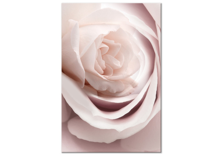 Foto auf Leinwand Zauber der Pastelltöne (1-teilig) - Blühende Rose in der  Natur - Rosen - Blumen - Wandbilder