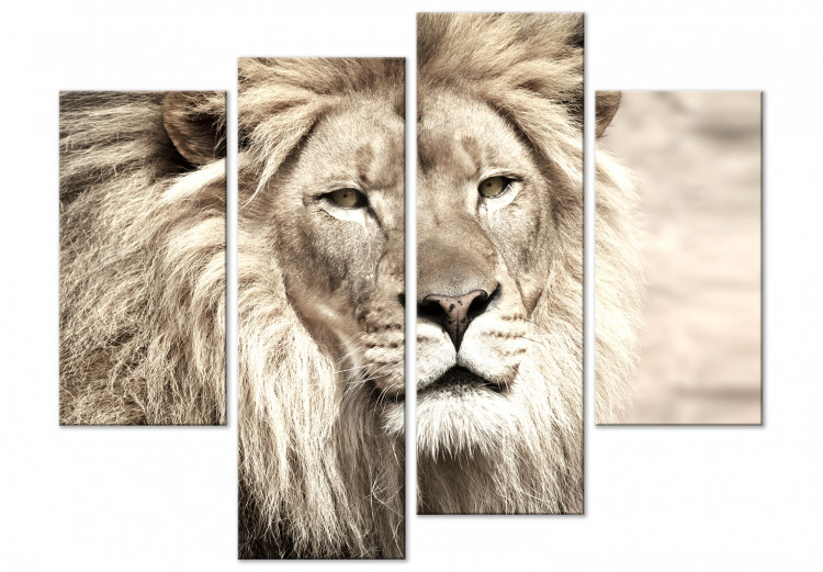 Obraz na płótnie Lew w odcieniach beżu - czteroczęściowy, afrykański krajobraz