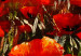 Tableau tendance Champ de fleurs en Toscane (1 pièce) - Coquelicots rouges et arbres 47139 additionalThumb 3