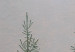 Cuadro famoso Espesura de pinos en la nieve 54039 additionalThumb 2