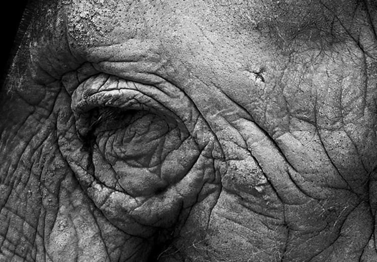 Canvas Print Portrait of Elephant (1 Part) Vertical 116449 additionalImage 5