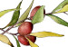 Obraz Oliwkowy wieniec - ręcznie malowany motyw kuchenny w jasnych kolorach 149849 additionalThumb 5