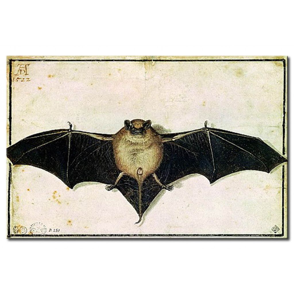 Schilderij  Albrecht Dürer: Bat