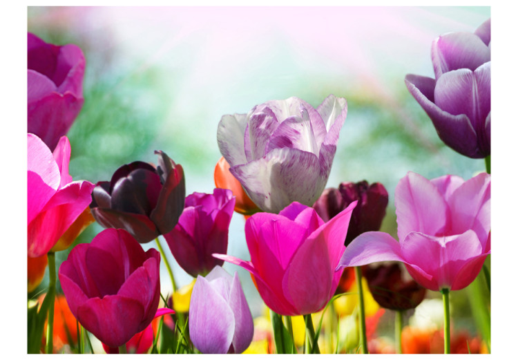Fototapeta Piękny wiosenny ogród - naturalny motyw kwiatów tulipanów w słońcu 60349 additionalImage 1