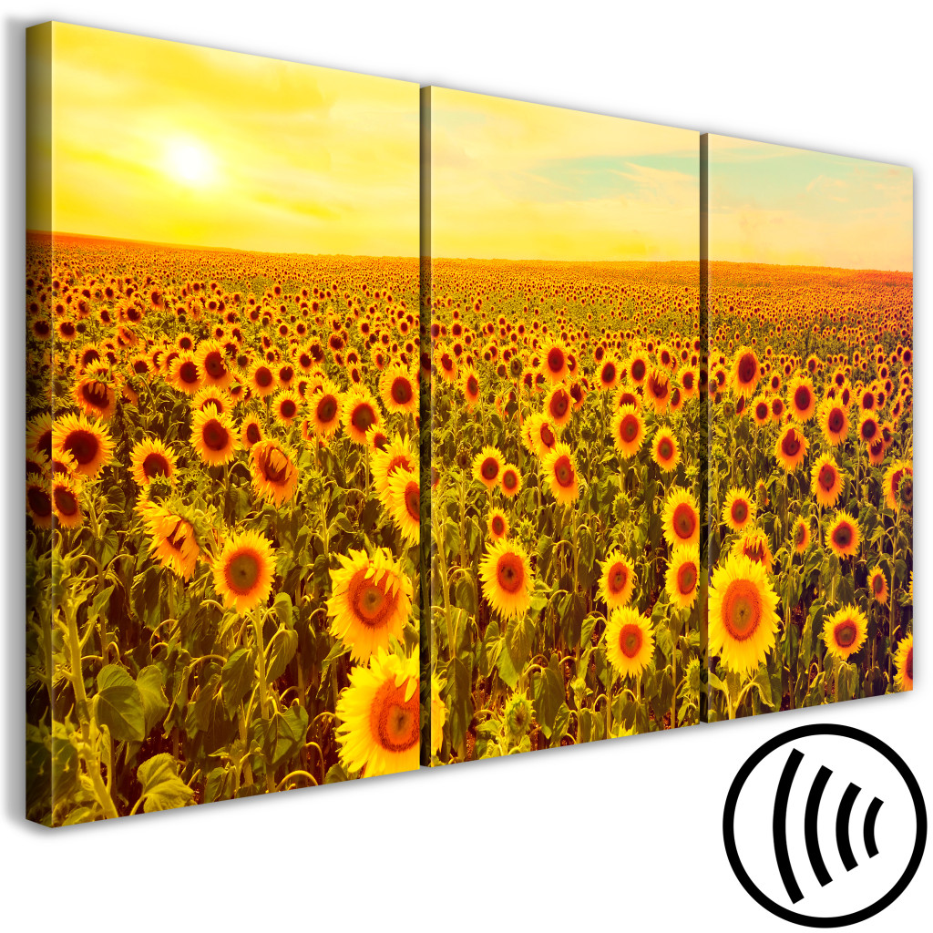 Schilderij  Zonnebloemen: Sunflowers At Sunset (3 Parts)