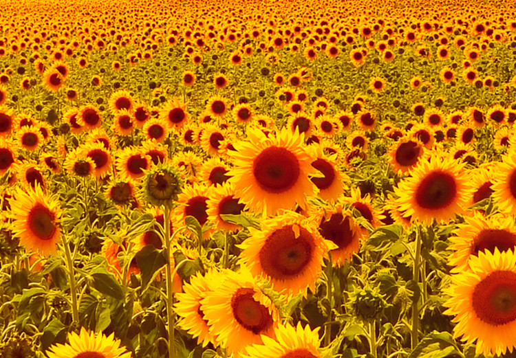 Cuadro decorativo Sunflowers at Sunset (3 Parts) 124359 additionalImage 5
