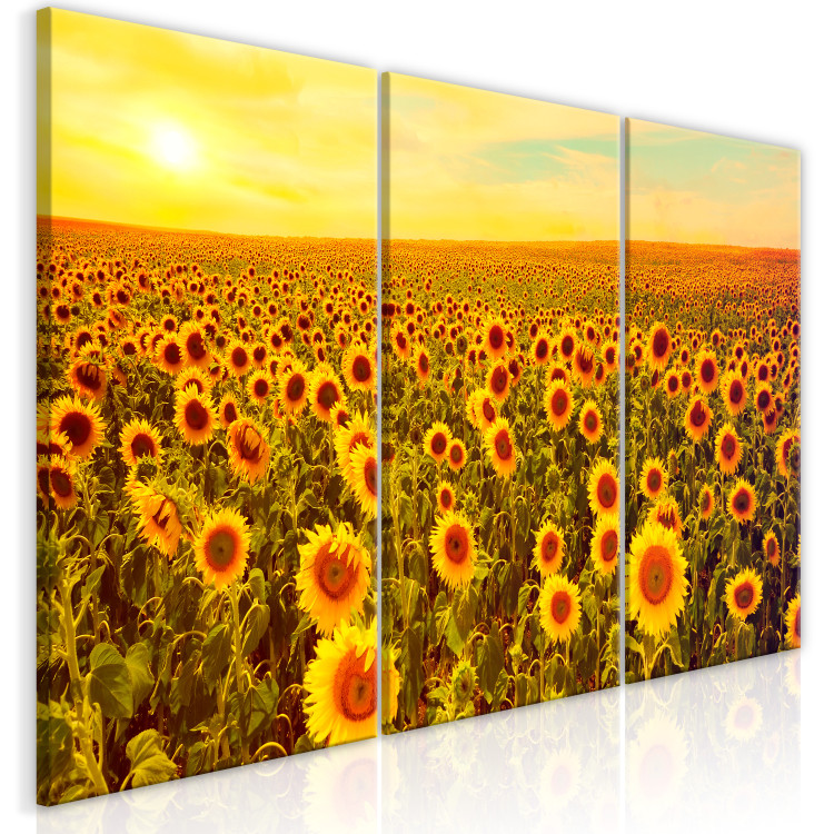 Cuadro decorativo Sunflowers at Sunset (3 Parts) 124359 additionalImage 2