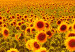 Cuadro decorativo Sunflowers at Sunset (3 Parts) 124359 additionalThumb 5