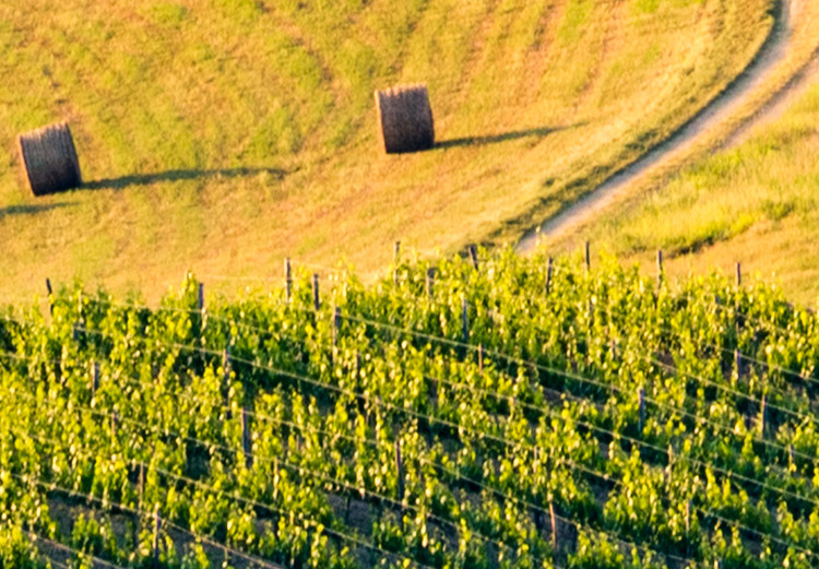 Quadro su tela Sunny Fields of Tuscany - Landscape Photography at Sunset 149859 additionalImage 5