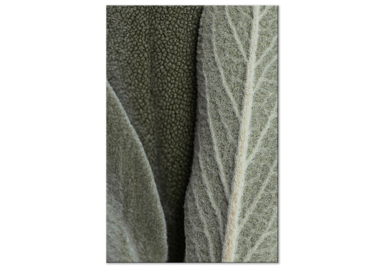Canvas Sage Leaves - Rough Plant in a Large Approximation