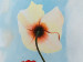Canvas Art Print Various Colors of Poppies (1-piece) - floral motif with blue sky 47159 additionalThumb 3