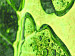 Leinwandbild Blätter im Herbstregen  58559 additionalThumb 2
