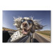 Målning AI English Setter Dog - Animal With Glasses Riding in a Car - Horizontal 150269