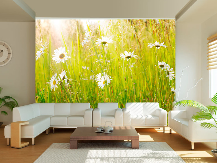 Wall Mural Field of Daisies - Sunny Landscape of a Flower-Filled Meadow with Grass 60469