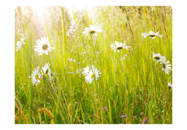 Wall Mural Field of Daisies - Sunny Landscape of a Flower-Filled Meadow with Grass 60469 additionalImage 1