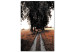 Obraz Wiejska ścieżka - letni pejzaż z polami zboża, drzewami i topolami 124379