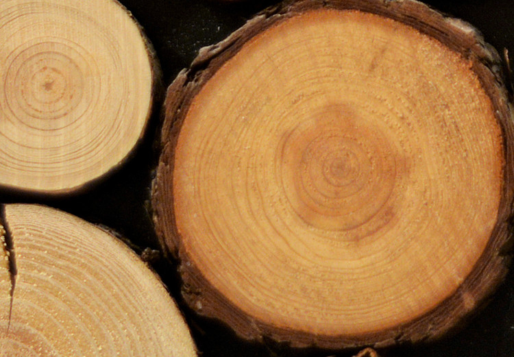 Fototapeta Zapach drewna - sterta ściętych drzew z widocznymi słojami 149879 additionalImage 4