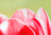 Toile déco Tulipes refleuries (3 pièces) - Fleurs colorées sur fond vert 48679 additionalThumb 4