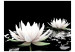 Fotomural Beleza das Plantas - lírios brancos flutuando na água em fundo preto 60179 additionalThumb 1