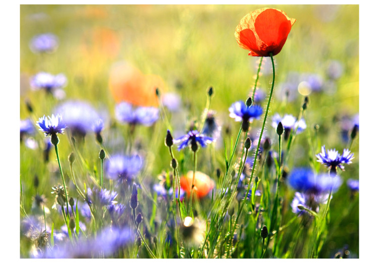 Wall Mural Meadow - Cornflowers and Macro Shot of Flowers on a Blurred Meadow Background 60479 additionalImage 1