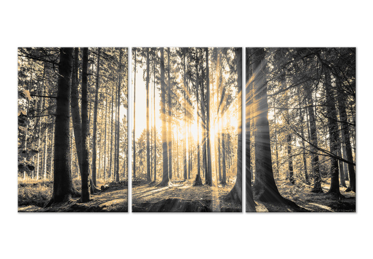 Leinwandbild Forest Sun (3 Parts)