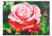 Quadro contemporaneo Rosa rosa solitaria (1 parte) - motivo floreale con sfondo verde 46889