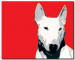 Cuadro moderno Bull Terrier  49499